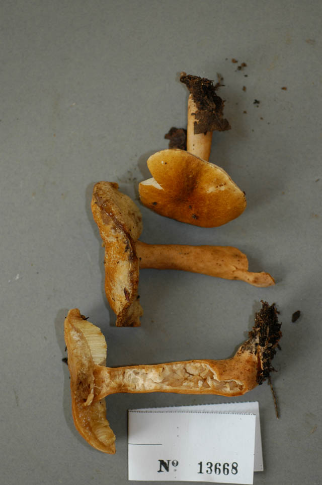 Suillus cavipes image